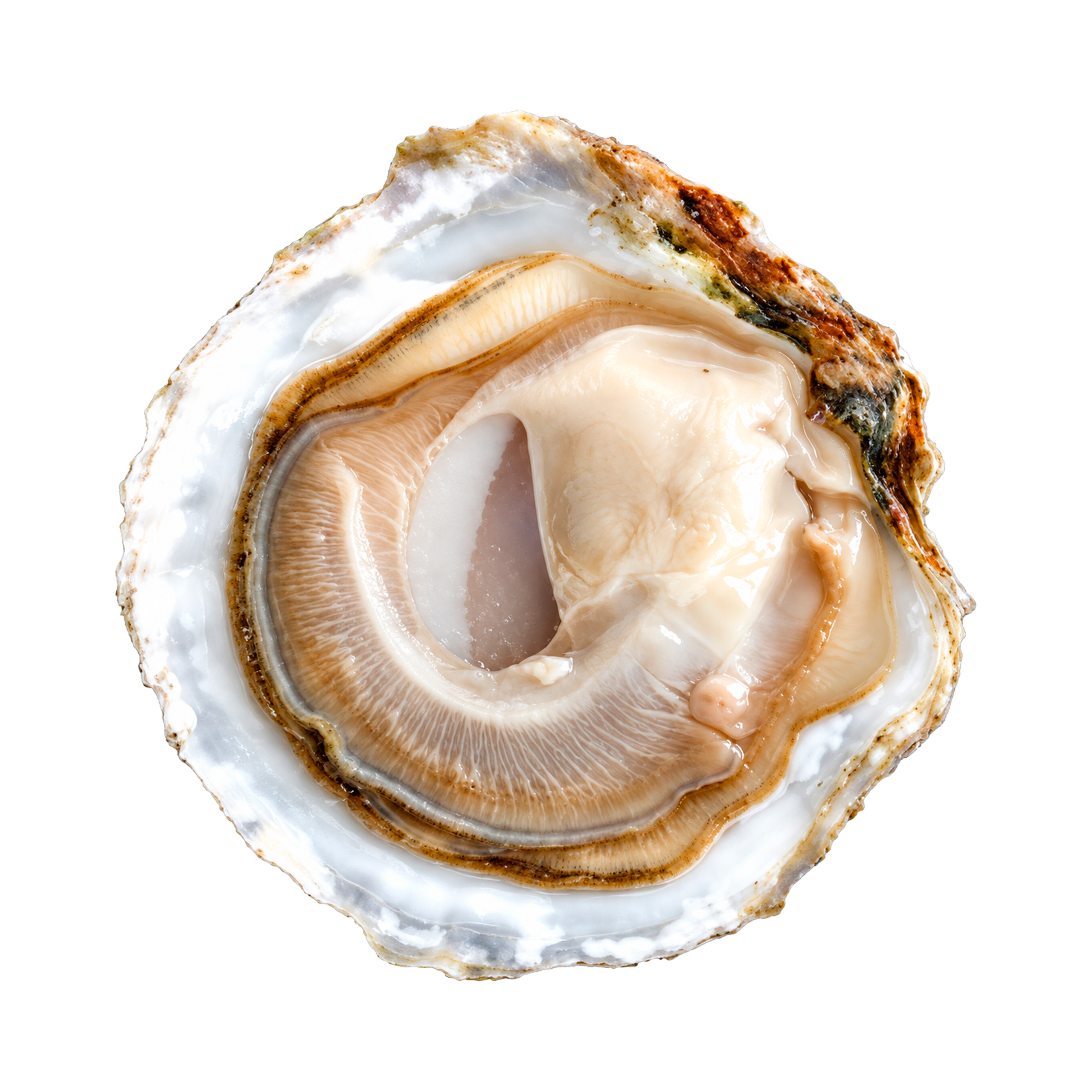 Zeeuwse platte oesters